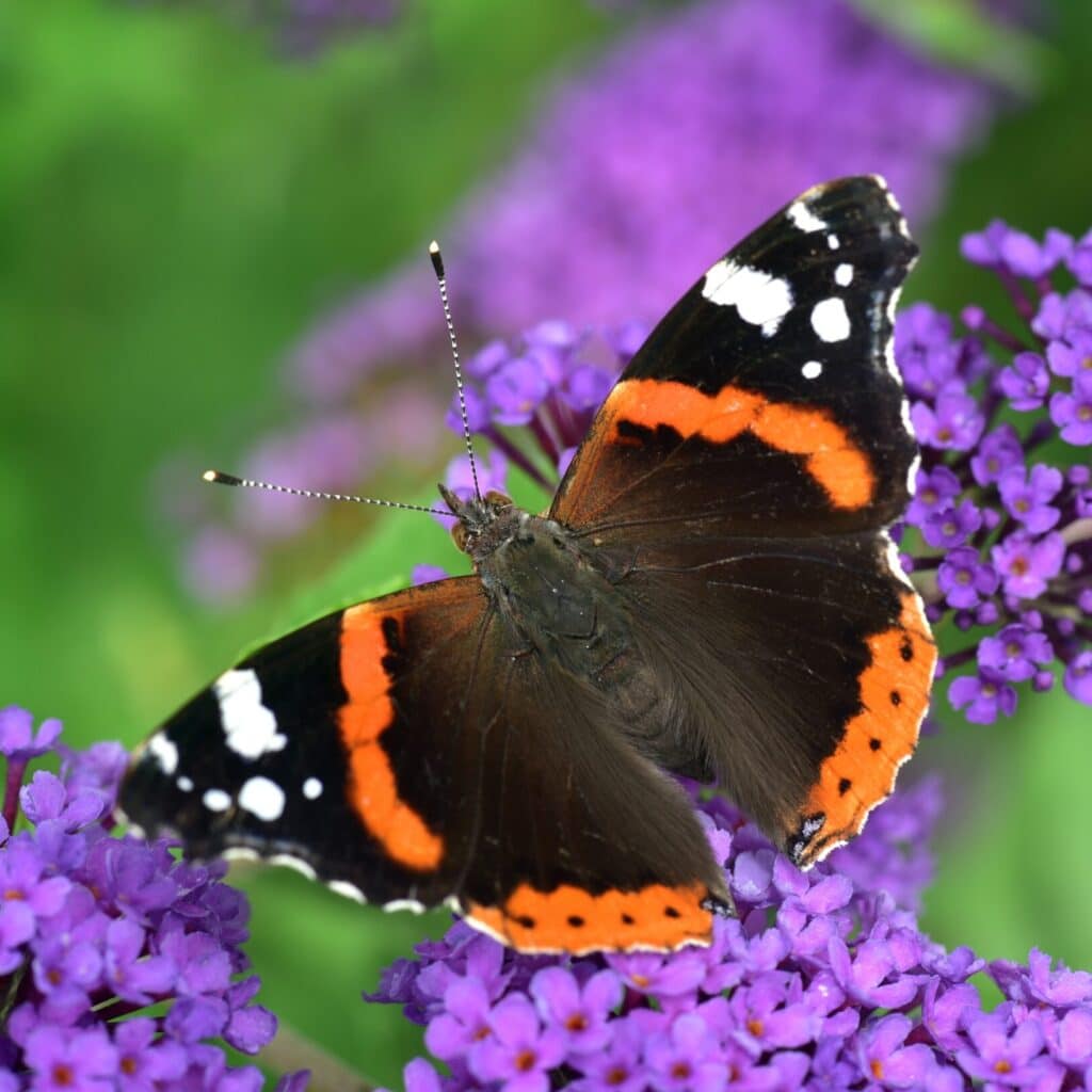 Vanessa atalanta