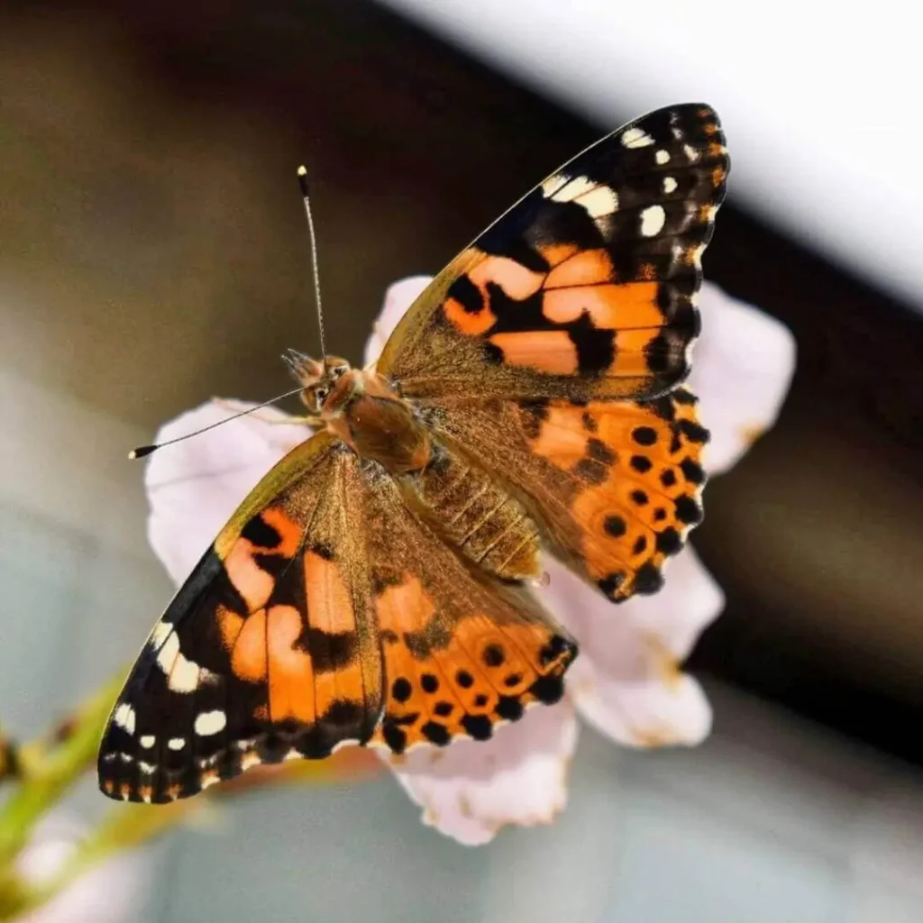 Painted lady